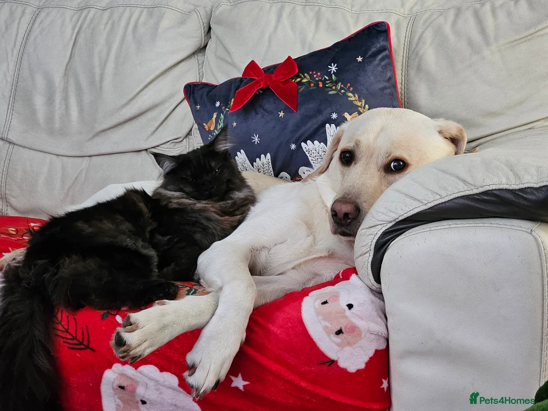 Cockerdor dogs for sale: The most loving Cockerdor/Spanador - Advert 39