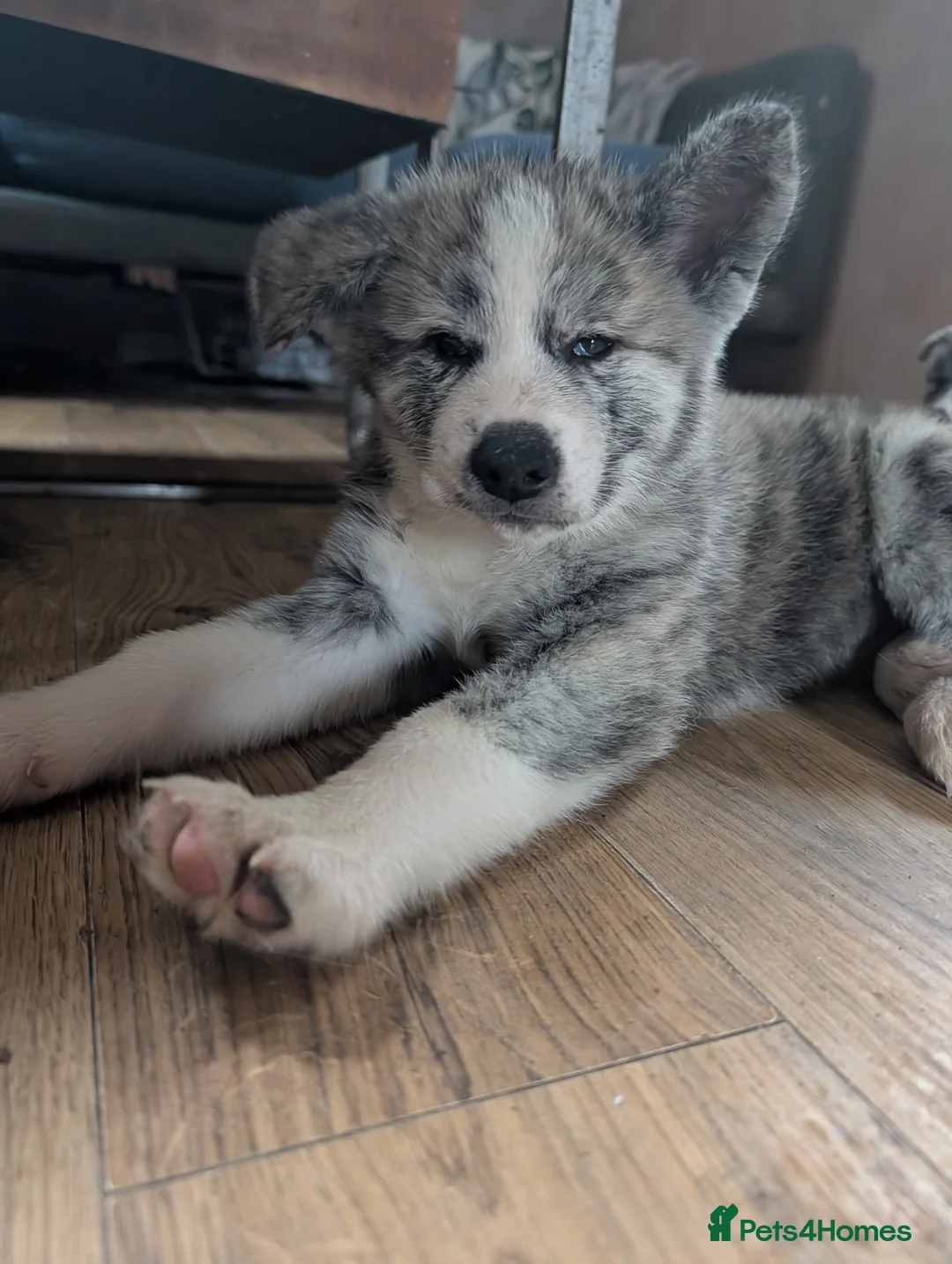 Japanese Akita Inu dogs for sale: Akita puppies pedigree for forever loving homes - Advert 26