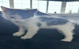Mixed Breed cats for sale: Beautiful kitten  - Image 3