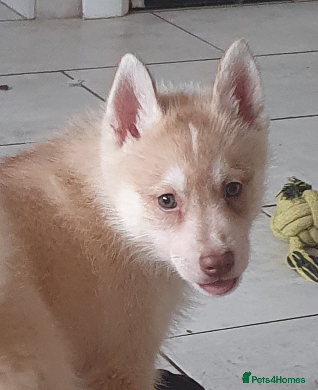 Siberian Husky dogs for sale: KC litter 5* rating by buyers REDUCED  - Image 22