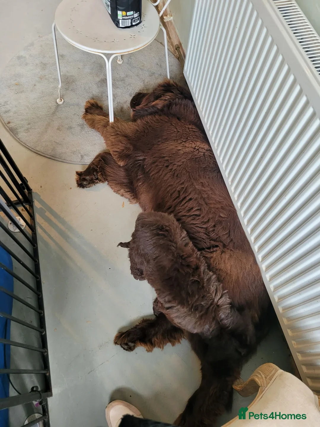 Newfypoo dogs for sale: Newfypoo girl - Advert 1