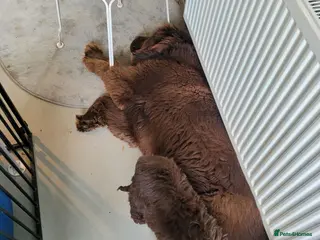 Newfypoo dogs Newfypoo girl - Advert 14