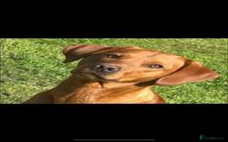 Labrador Retriever dogs for sale: Fox Red Labradors pups looking for forever homes. - Image 5