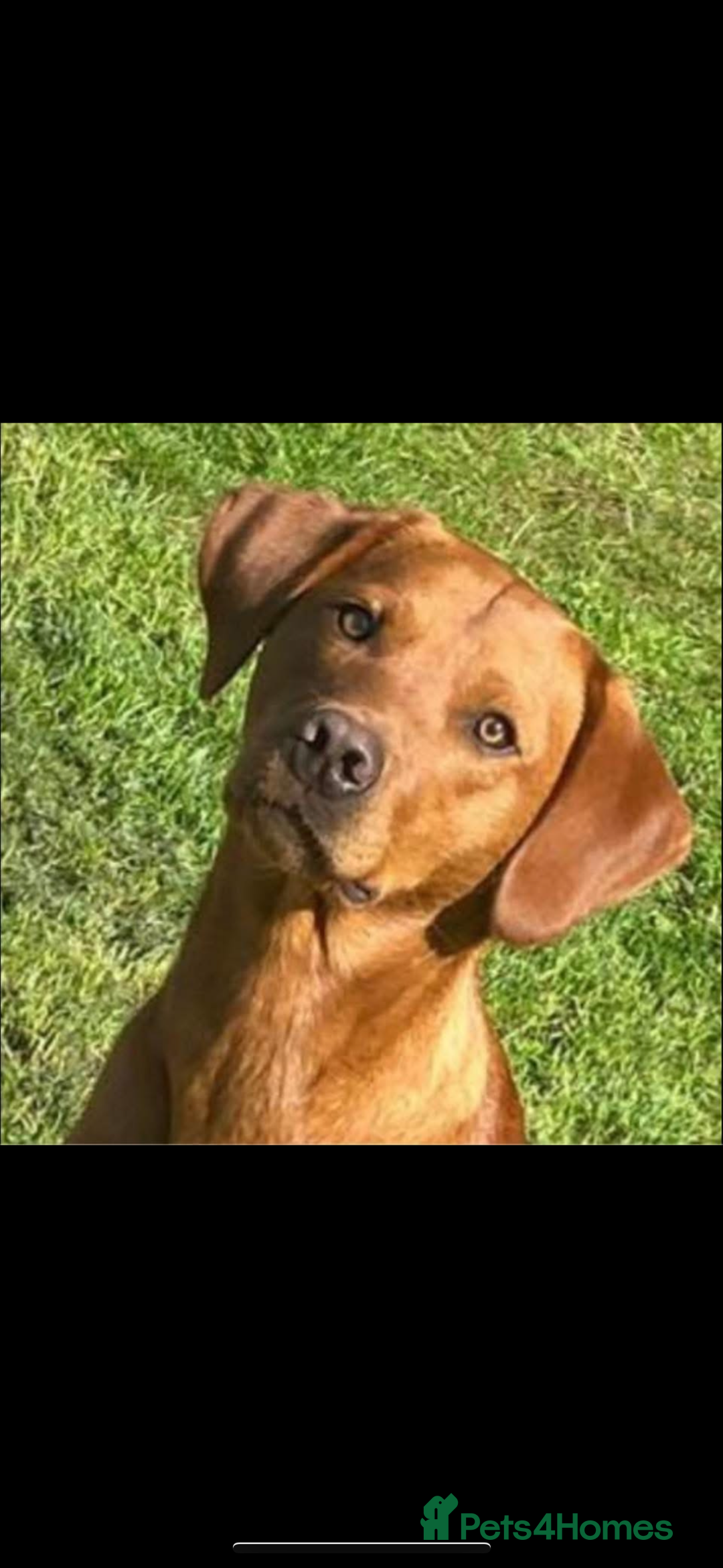 Labrador Retriever dogs for sale: Fox Red Labradors pups looking for forever homes. - Image 5
