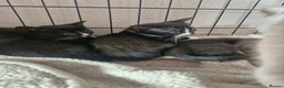 British Shorthair cats for sale: 3 beautiful kittens all black and white in colour - Advert 14