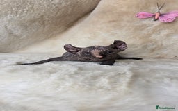 Sphynx cats for sale: Elf sphynx girl with perfect body - Image 1