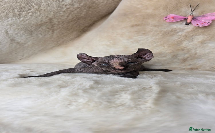 Sphynx cats - Advert 12