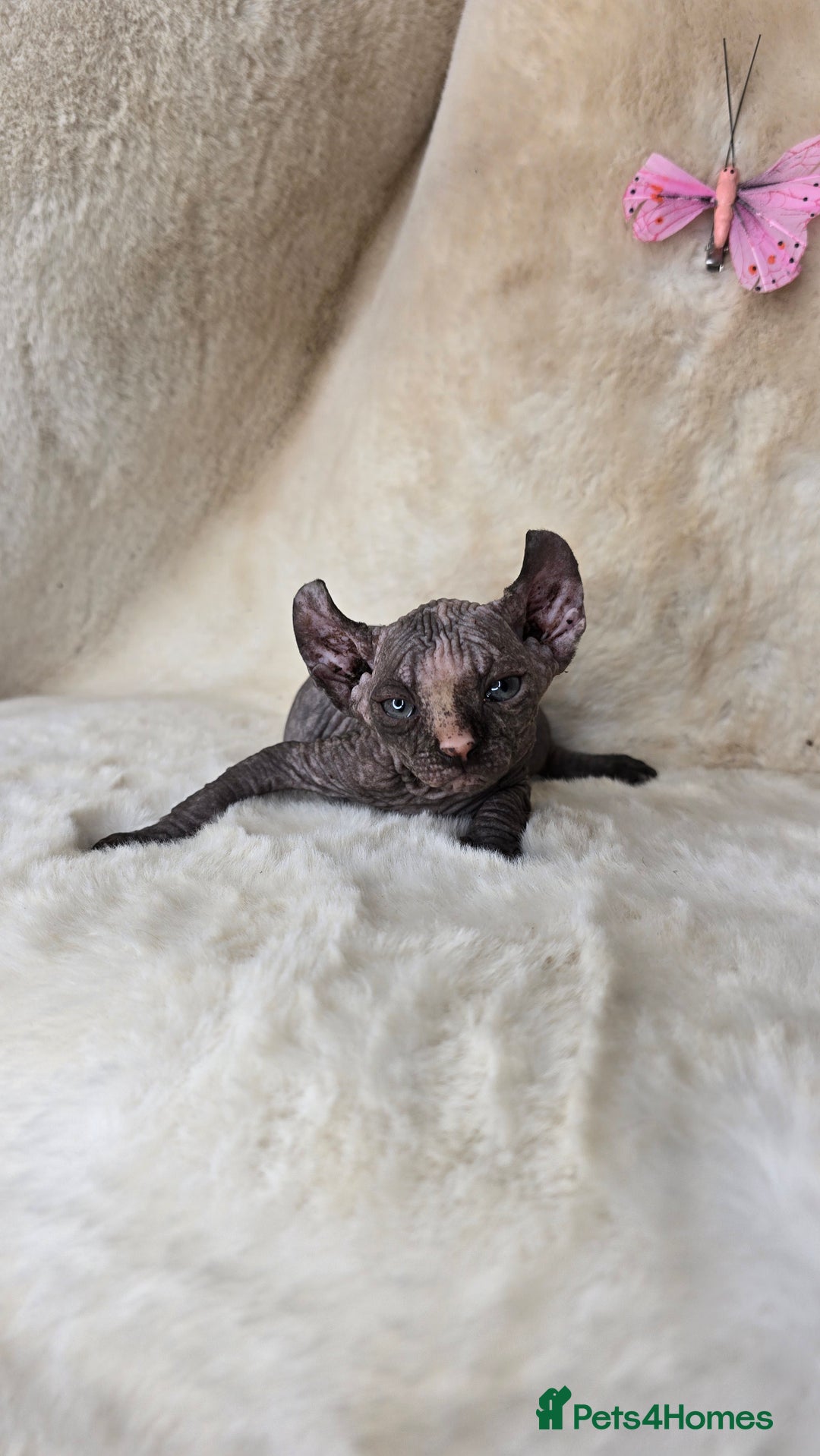 Sphynx cats for sale: Elf sphynx girl with perfect body - Image 1