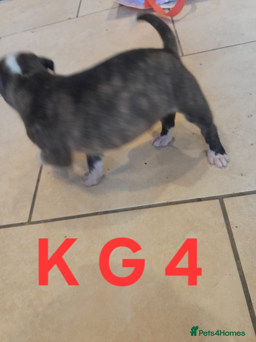 Staffordshire Bull Terrier dogs for sale: Staffordshire bull terrier 2x litters - Image 12