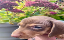 Miniature Dachshund dogs for sale: Miniature dachshunds READY NOW - Advert 5