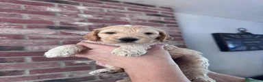 Cockapoo 2