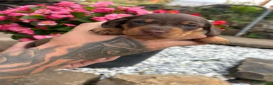 Miniature Dachshund 4