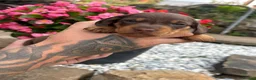 Miniature Dachshund dogs for sale: Miniature Dachshunds  - Advert 15