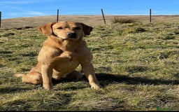 Labrador Retriever dogs for sale: Field Trial Champion sired puppies - Image 2