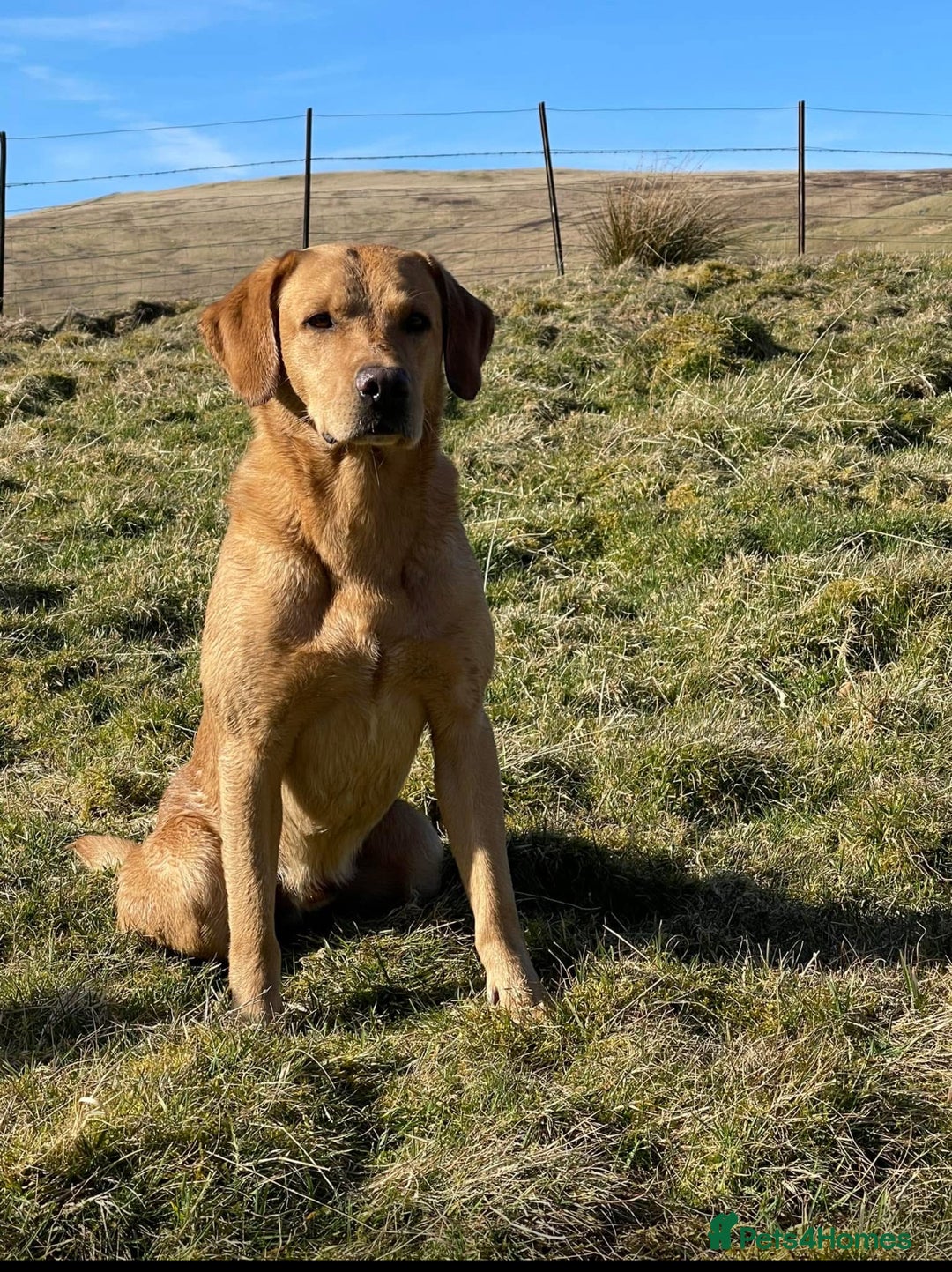 Labrador Retriever dogs for sale: Field Trial Champion sired puppies - Image 2