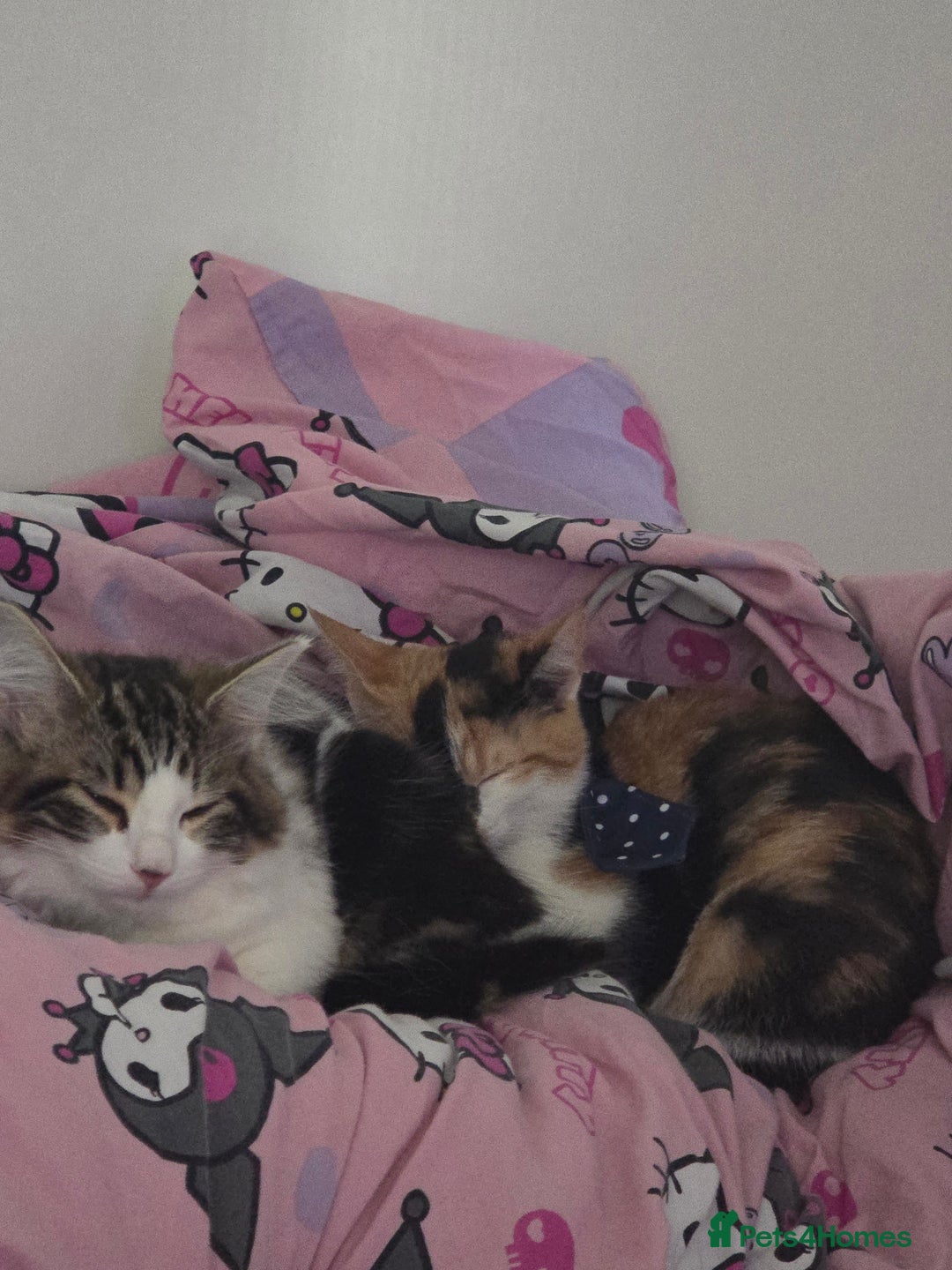 Mixed Breed cats for sale: Pair of bonded female kittens  - Advert 6
