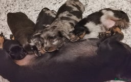 Miniature Dachshund dogs for sale: 5 beautiful miniature dachshund pups for sale - Image 17