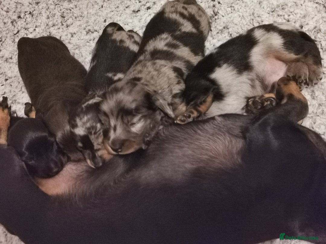 Miniature Dachshund dogs for sale: 5 beautiful miniature dachshund pups for sale - Image 17