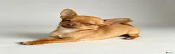 Chihuahua dogs for sale: KC Registered Chihuahua Puppies - Advert 3