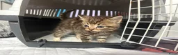 Mixed Breed cats for sale: Fluffy Kittens For Sale in Barry - Advert 10