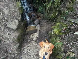 Golden Retriever dogs Trained Golden Retriever for sale - Advert 16