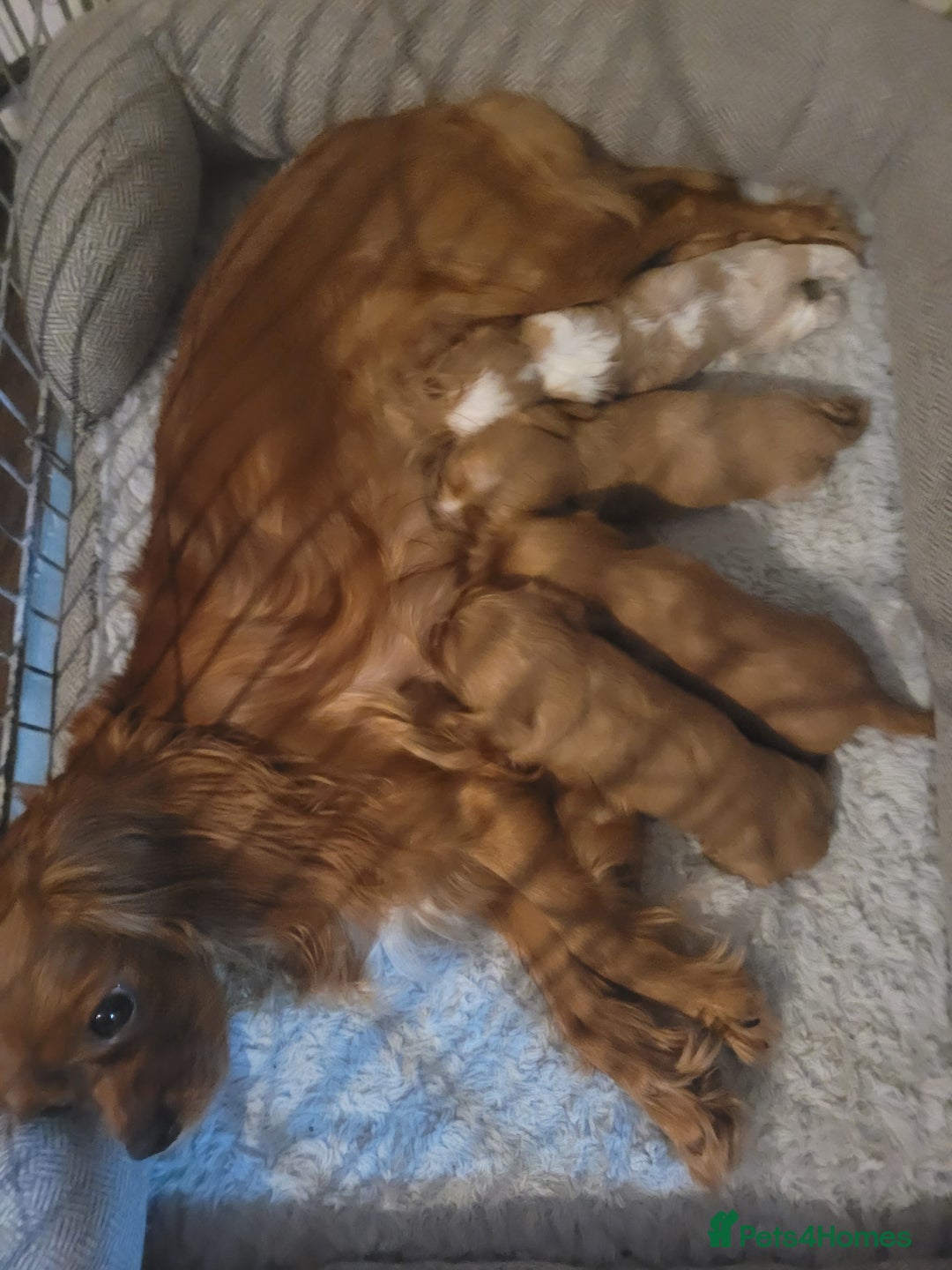 Cavalier King Charles Spaniel dogs for sale: Cavalier king charles pups - Image 19