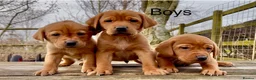 Labrador Retriever dogs for sale: KC Reg Dark Fox Red Labrador Puppies Health Tested - Advert 2