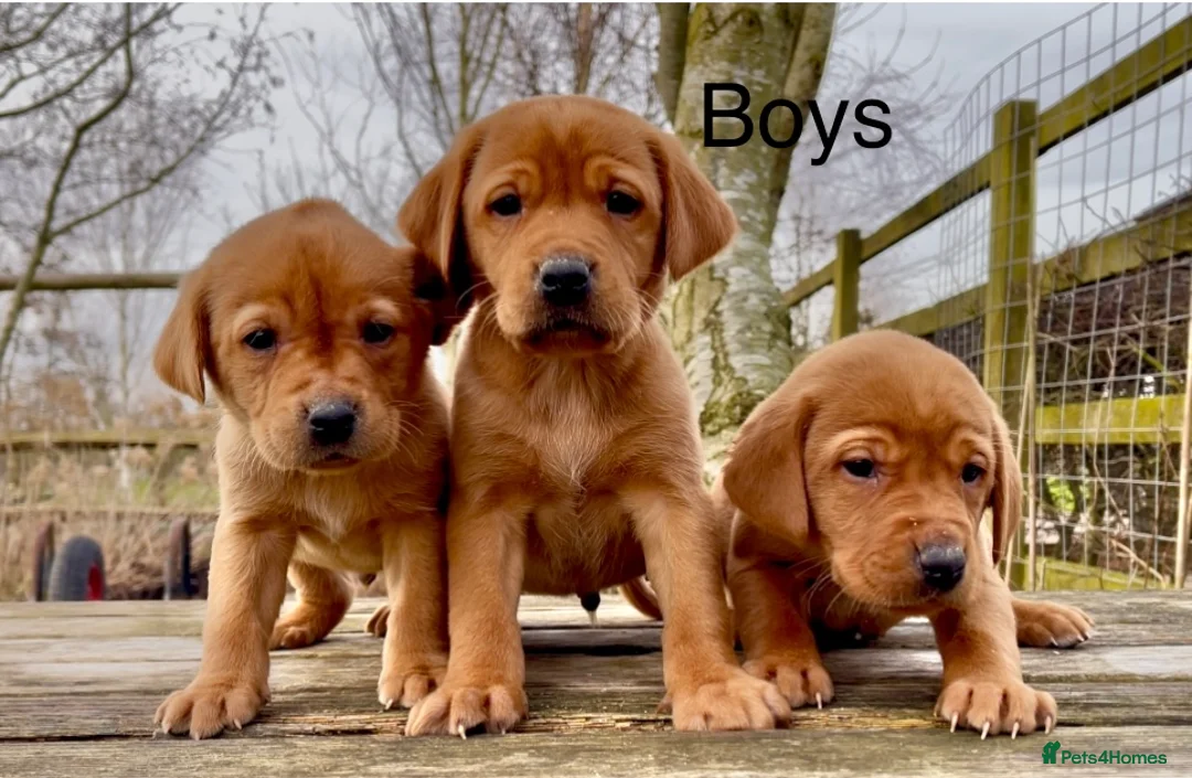 Labrador Retriever dogs for sale: KC Reg Dark Fox Red Labrador Puppies Health Tested - Advert 2
