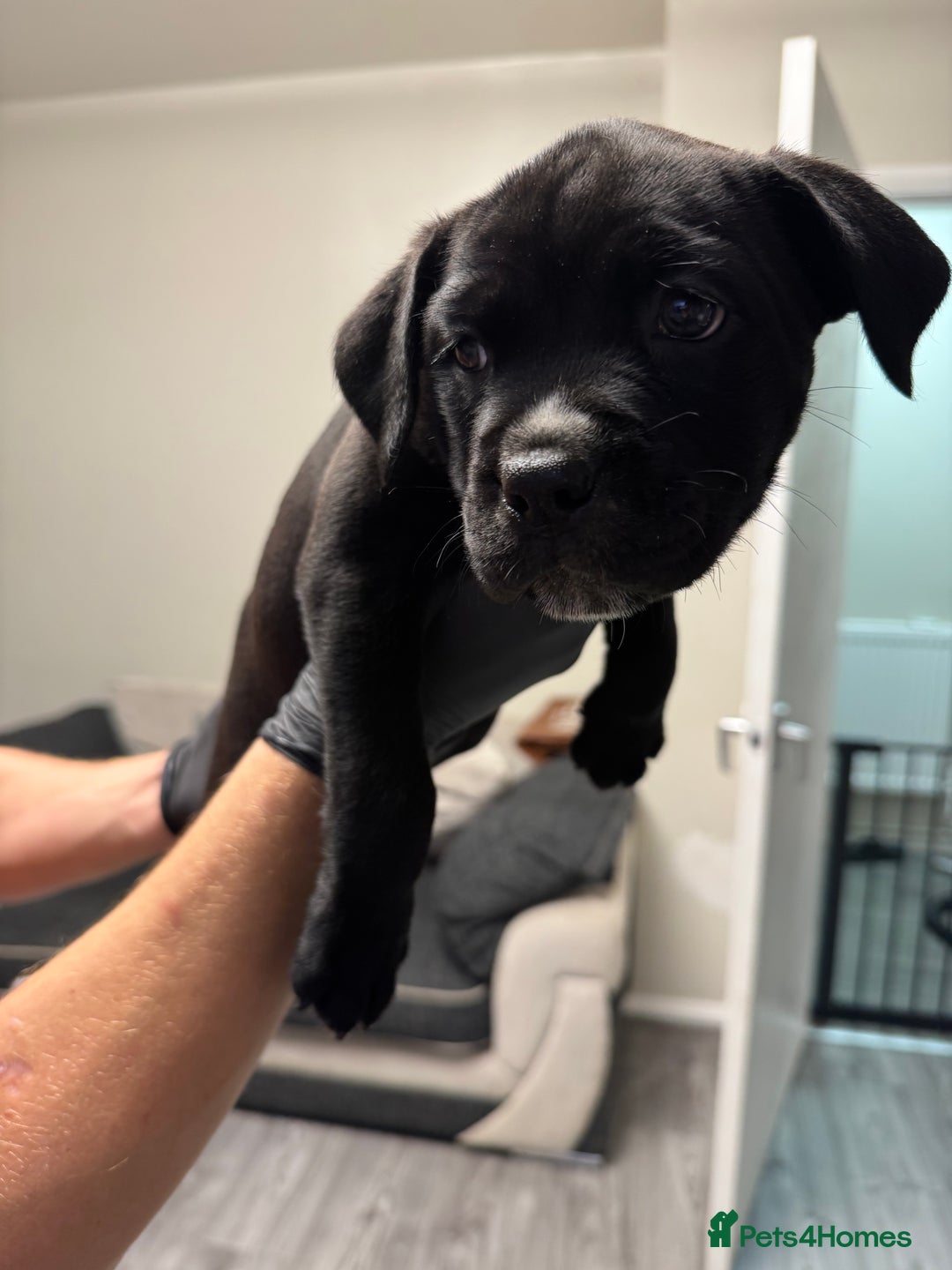 Mixed Breed dogs for sale: 7 beautiful puppies for sale - Image 17