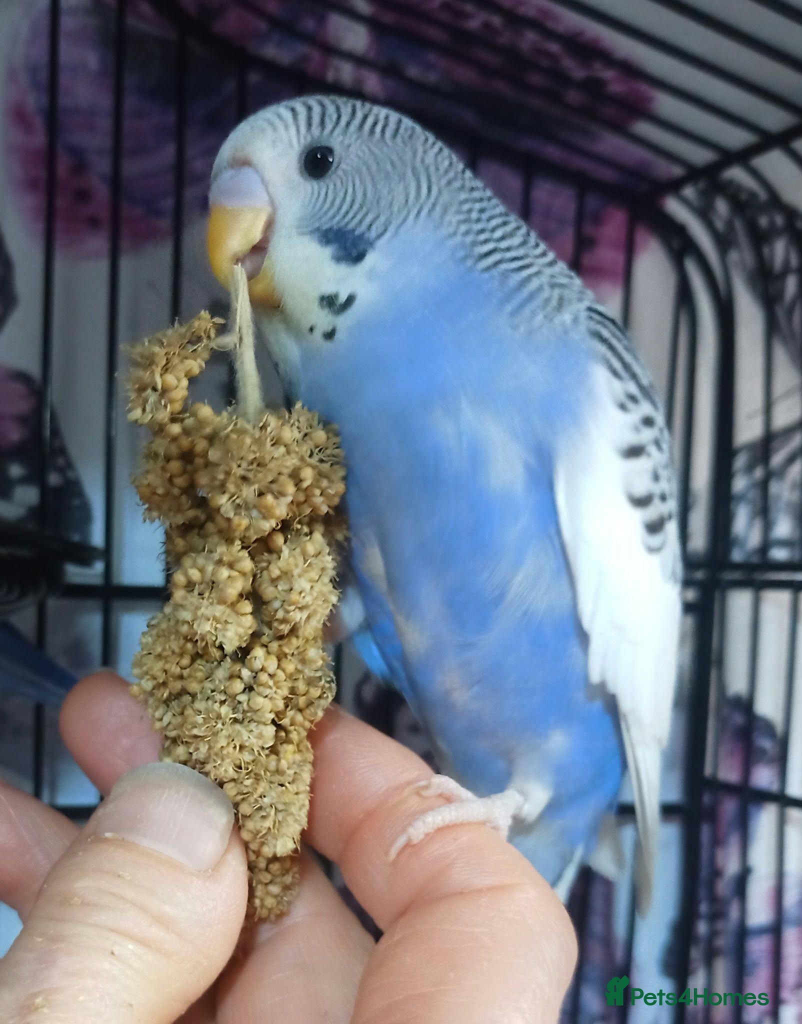 Budgerigars birds Outstanding pet baby budgies priced from £40 - Advert 2