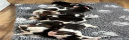 Beagle dogs for sale: Beautiful Tri coloured Beagle bitch puppies  - Advert 8