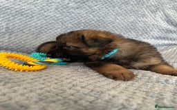 German Shepherd dogs for sale: K/C Registered German Shepherd Puppies  - Image 12