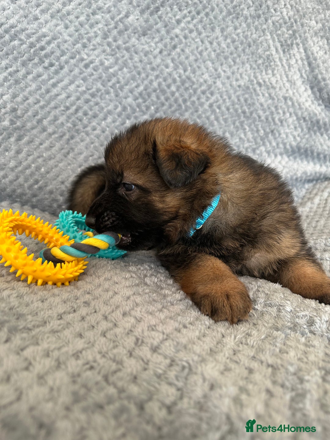 German Shepherd dogs for sale: K/C Registered German Shepherd Puppies  - Image 12