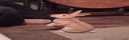 Rex rabbits for sale: Bonded pair of Mini rex ( boy is neutered)  - Advert 2