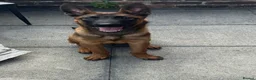 Belgian Shepherd Dog dogs for sale: Belgium malinois  in Saint Helens - Advert 3