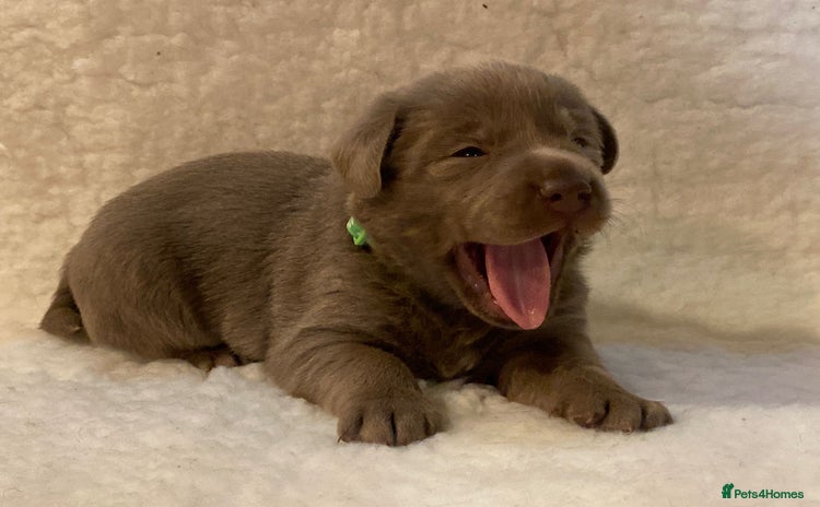 Labrador Retriever dogs - Advert 6