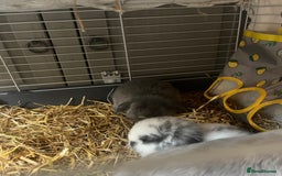 Mini Lop rabbits for sale: 2 baby mini lop bunnies  - Image 8