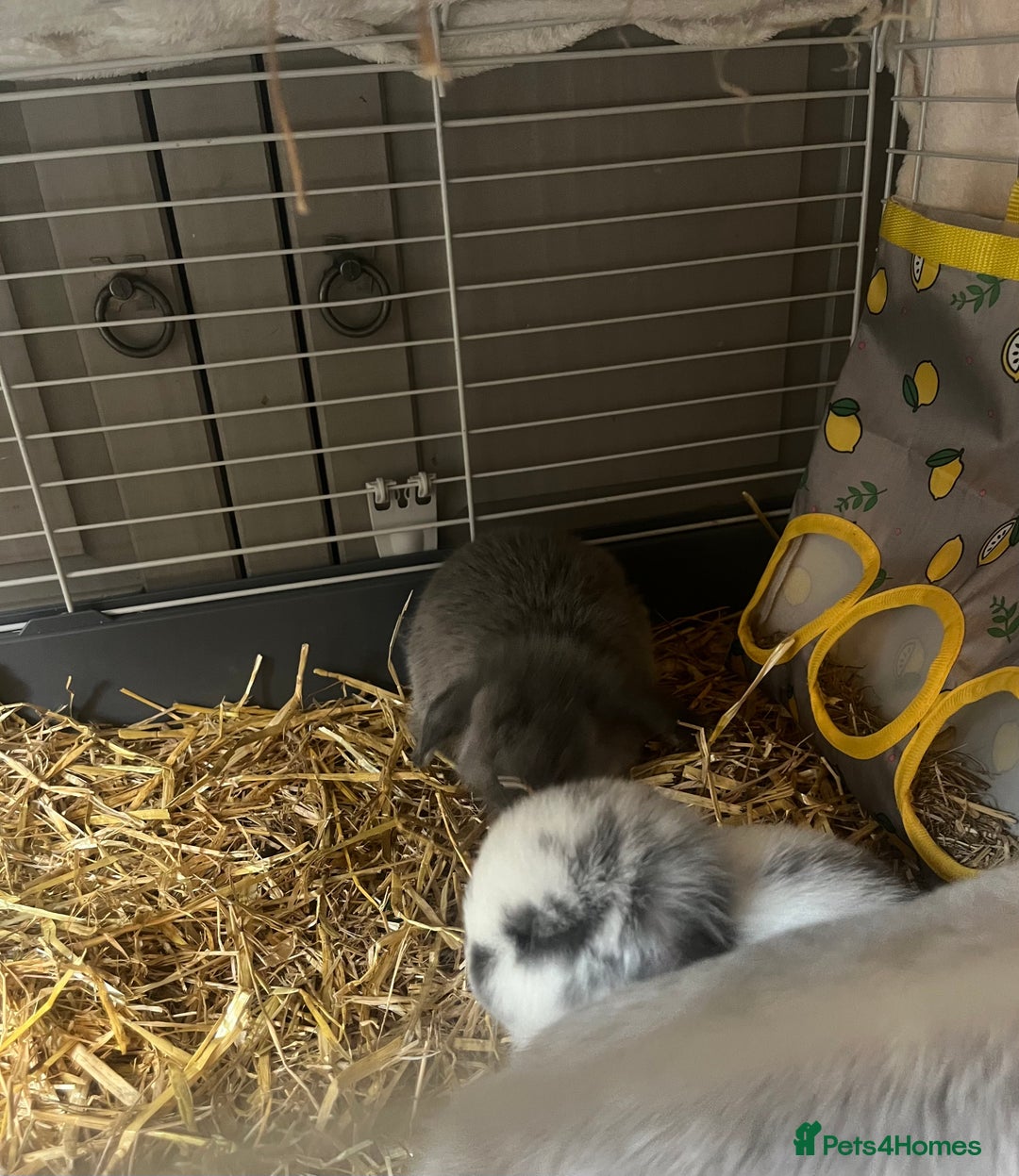 Mini Lop rabbits for sale: 2 baby mini lop bunnies  - Image 8