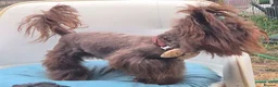 Yorkshire Terrier dogs for stud: Yorkshire Terrier boy for stud  - Advert 4