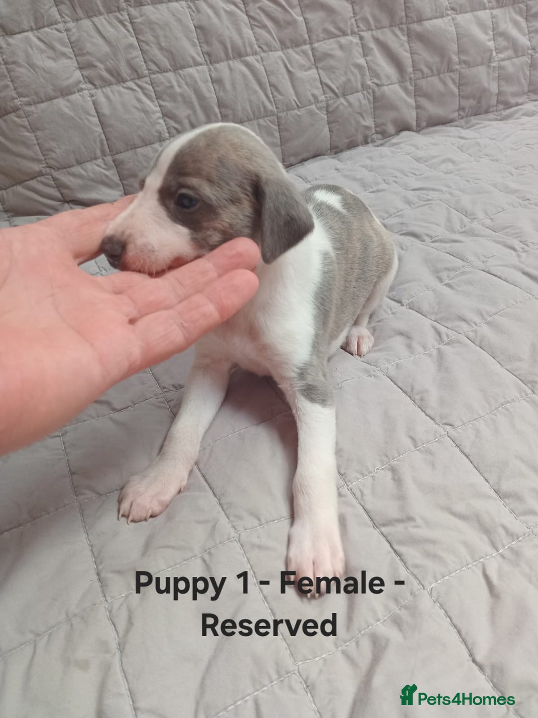 Whippet dogs for sale: *LAST MALE PUPPY* Beautiful KC Registered Puppies - Image 9