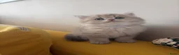 British Shorthair cats for sale: GOLDEN BSH KITTENS AVAILABLE FOR RESERVATION - Advert 1