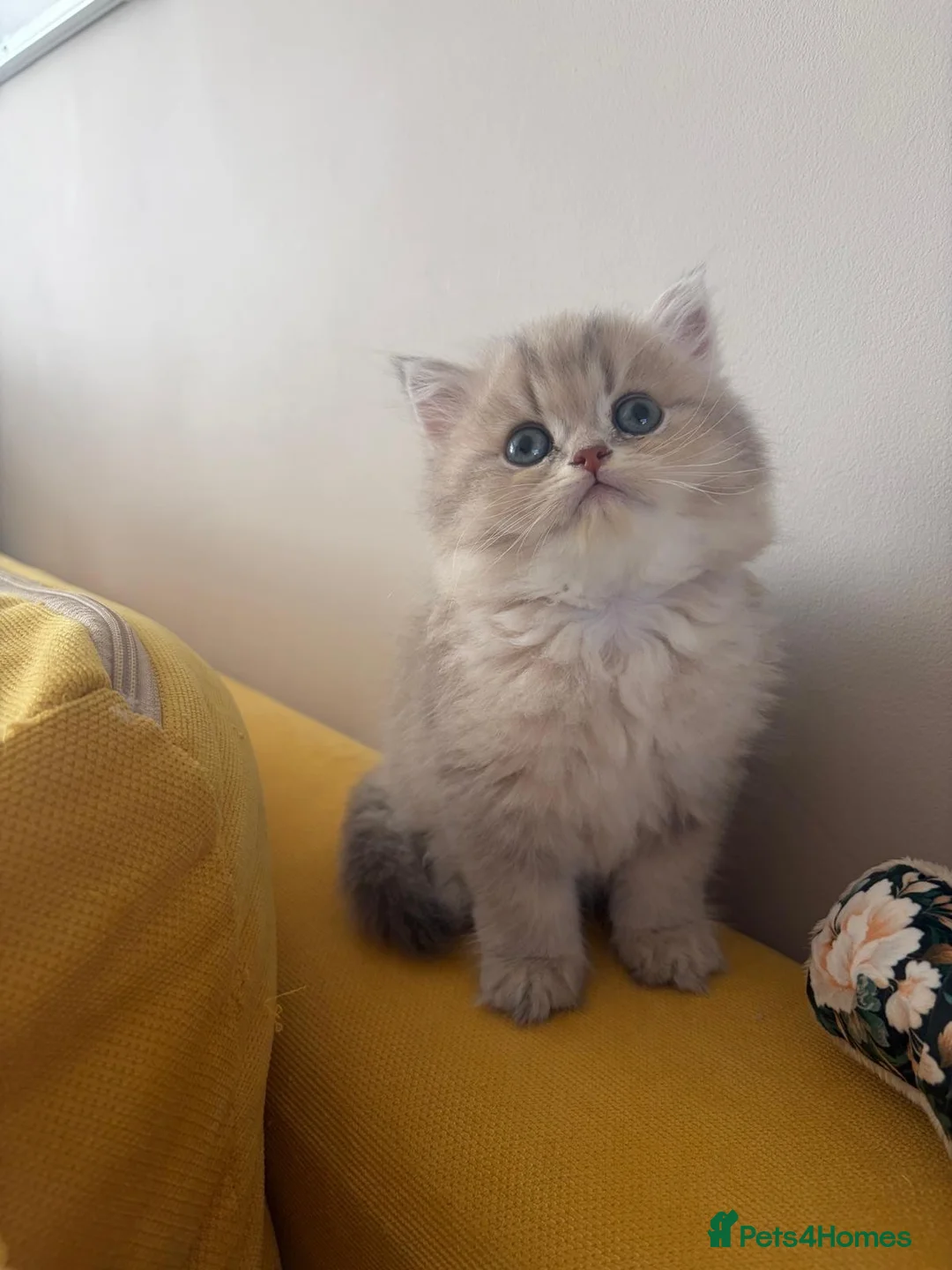 British Shorthair cats for sale: GOLDEN BSH KITTENS AVAILABLE FOR RESERVATION - Advert 1