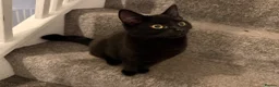 Domestic Shorthair cats for sale: Beautiful kittens 5* homes  - Advert 2