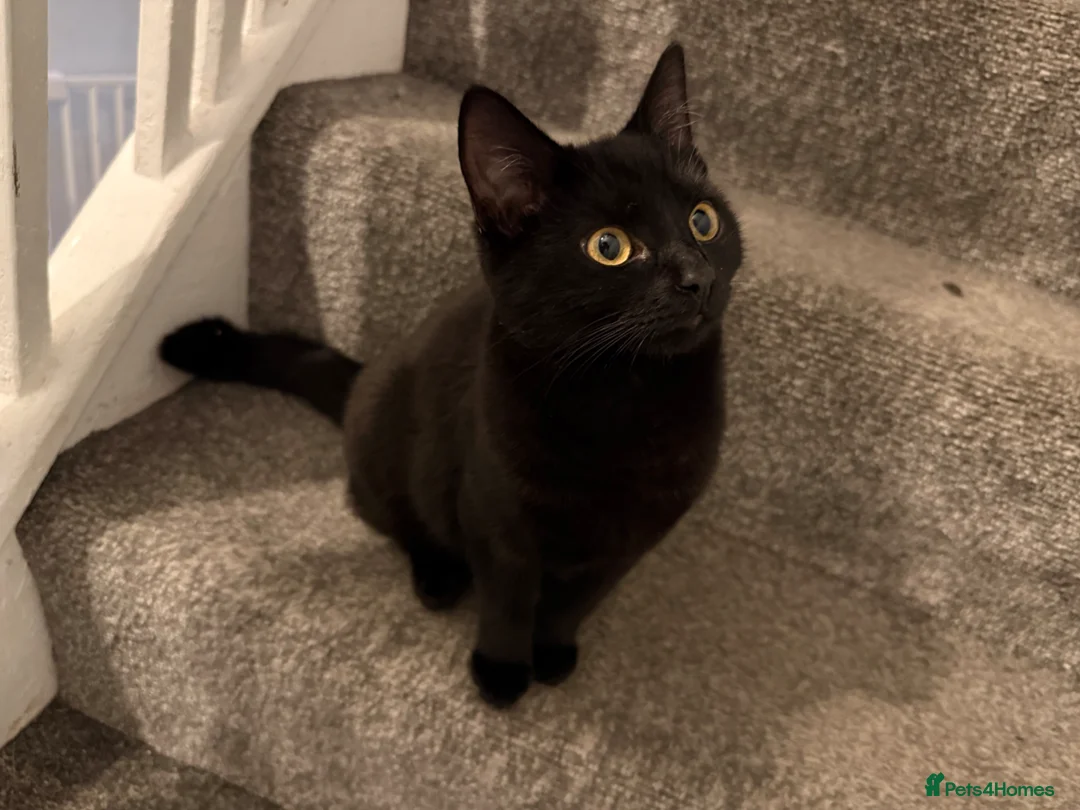 Domestic Shorthair cats for sale: Beautiful kittens 5* homes  - Advert 2
