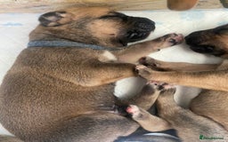 Mixed Breed dogs for sale: Bullmastiff Shepherd Hybrid  - Image 4