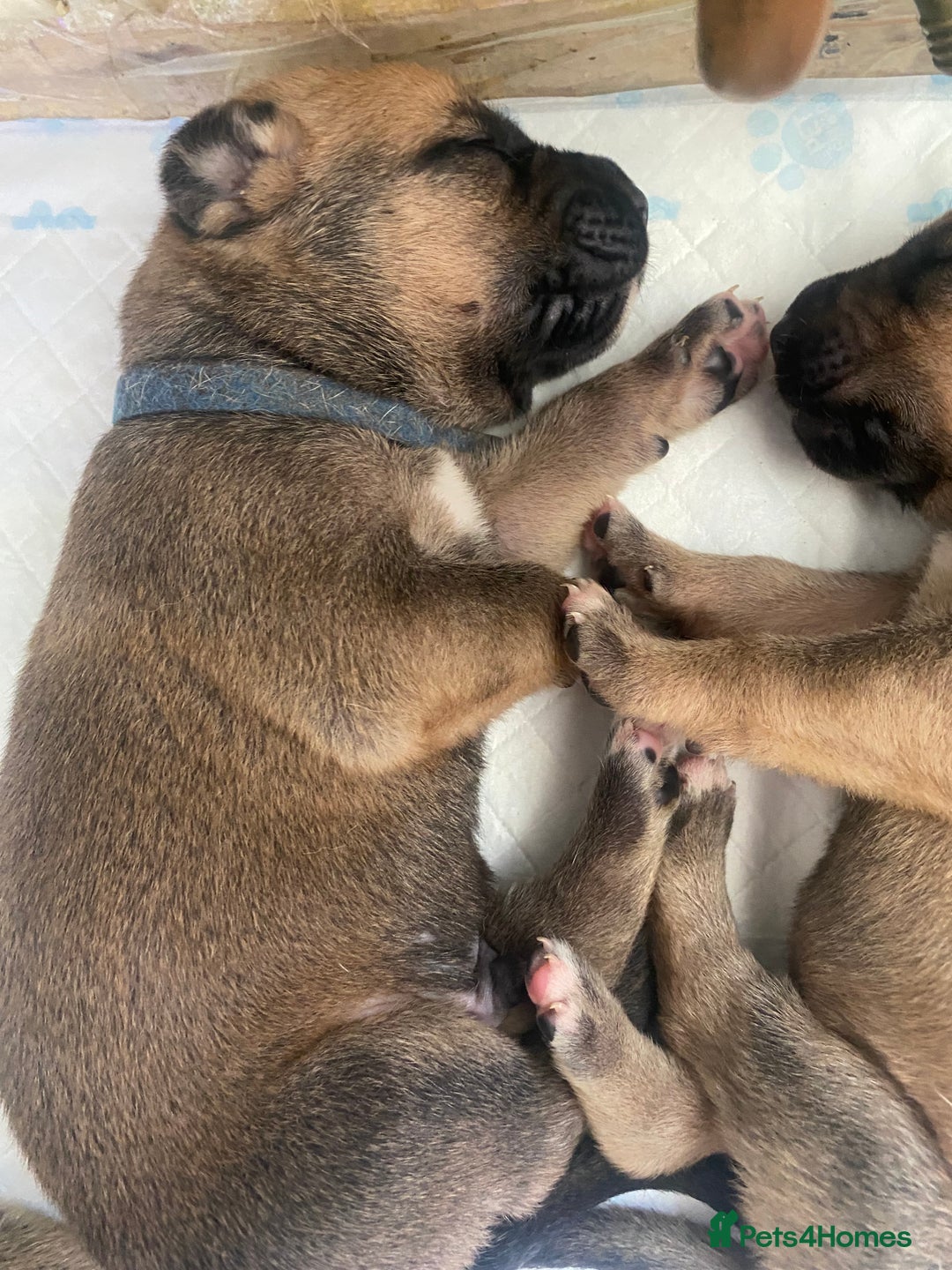 Mixed Breed dogs for sale: Bullmastiff Shepherd Hybrid  - Image 4