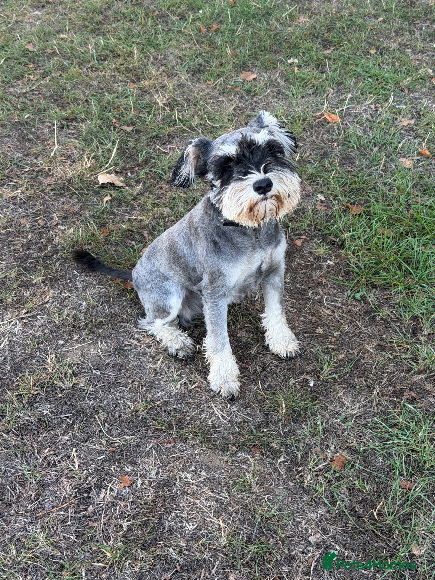 Miniature Schnauzer dogs KC Registered Miniature Schnauzers 🐶  - Advert 1