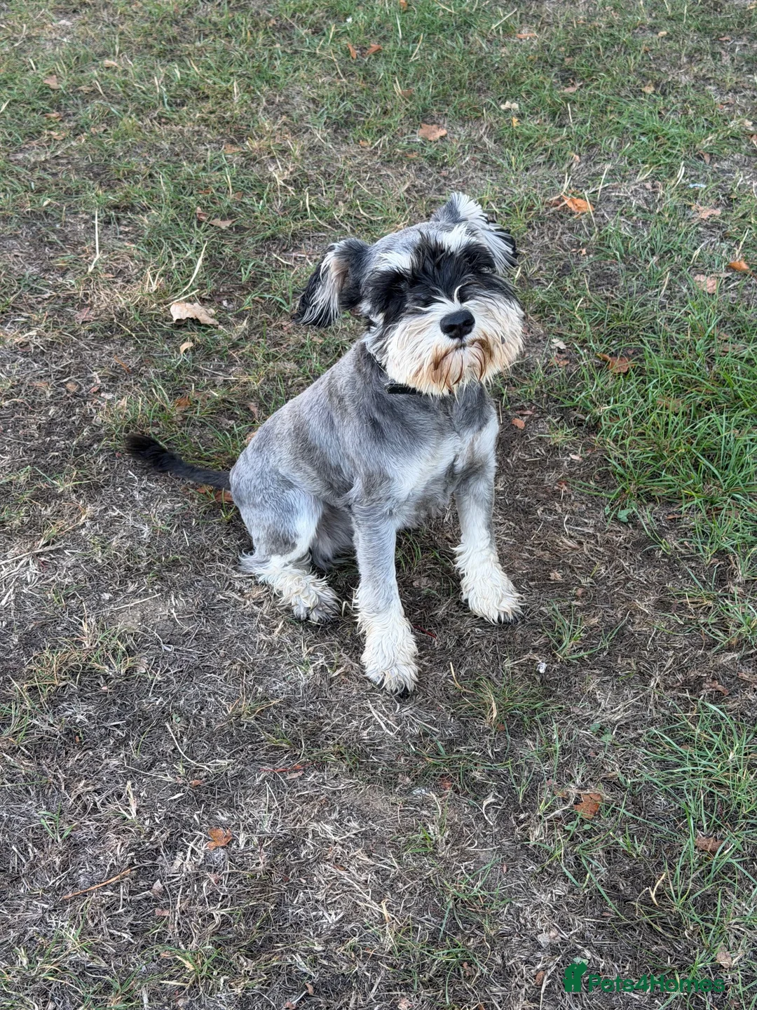 Miniature Schnauzer dogs for sale: KC Registered Miniature Schnauzers 🐶  - Advert 1