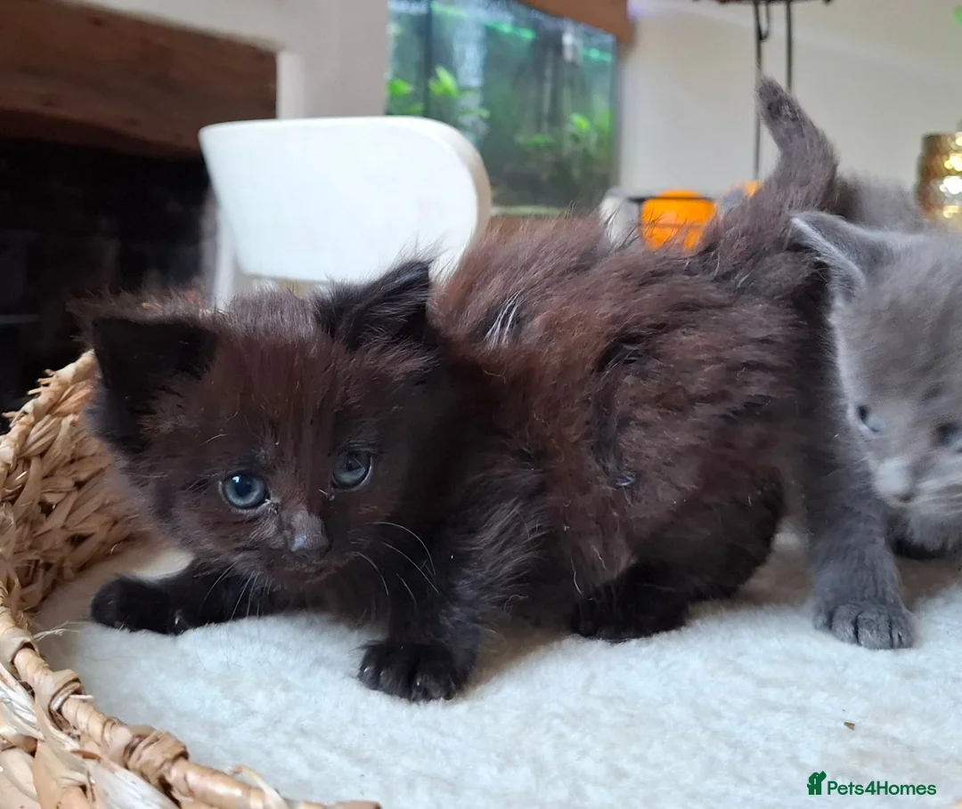 Maine Coon cats for sale: 5 MAINE COON CROSS KITTENS - 3 LEFT - Advert 26