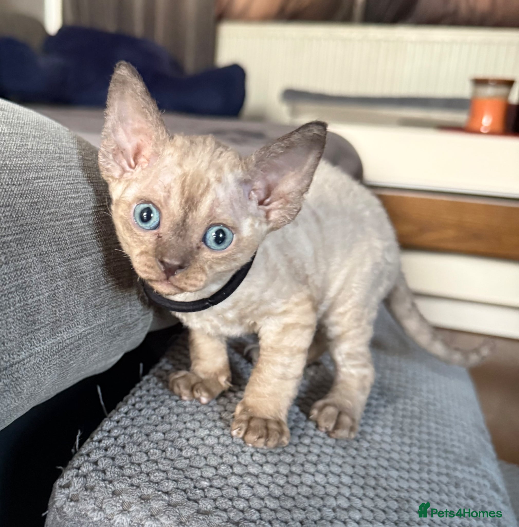 Devon Rex cats Pretty little babies 😻 only 4 boys left - Advert 10